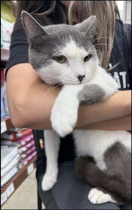 Smudge Fiv - Domestic Short Hair