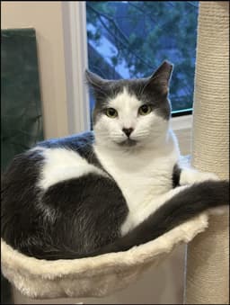 Smudge Fiv image 2