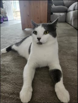 Smudge Fiv image 3