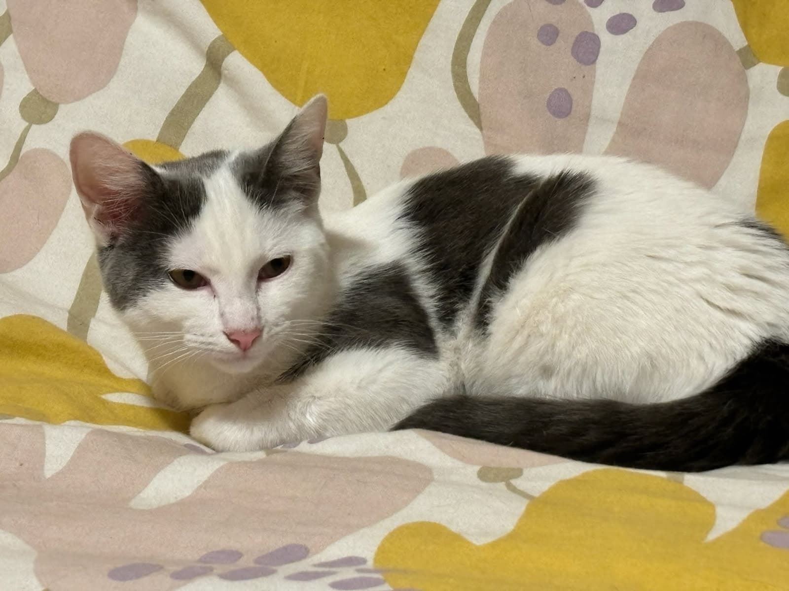 Asha - Turkish Van