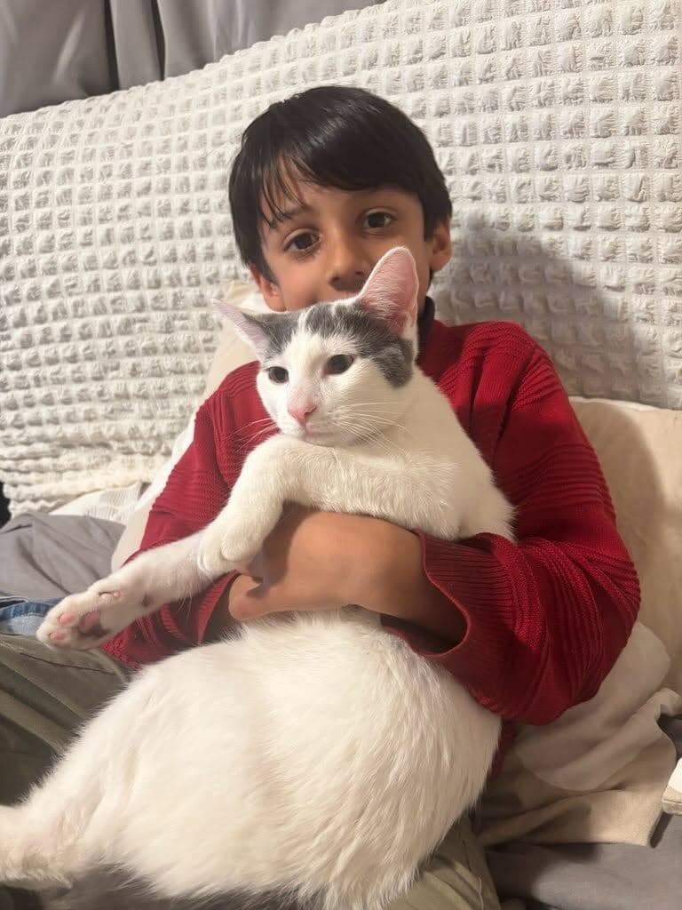 Emir - Turkish Van