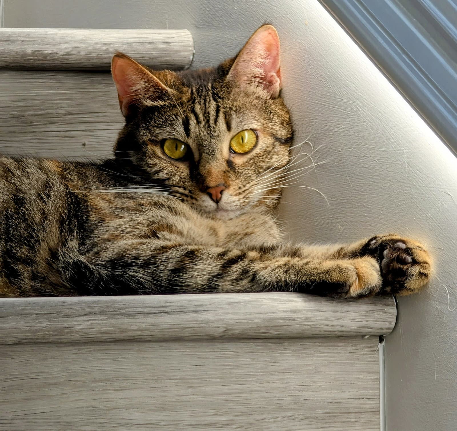 Temari - Domestic Short Hair