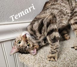 Temari image 3