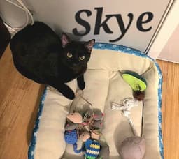 Skye image 2