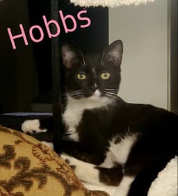 Hobbs image 1