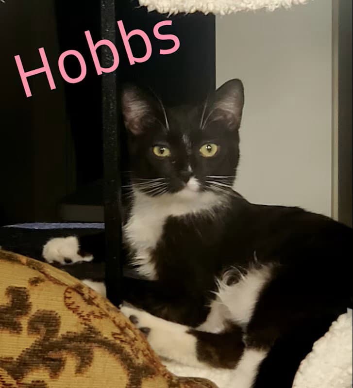 Hobbs - Domestic Short Hair