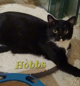 Hobbs image 2