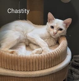 Chastity image 1