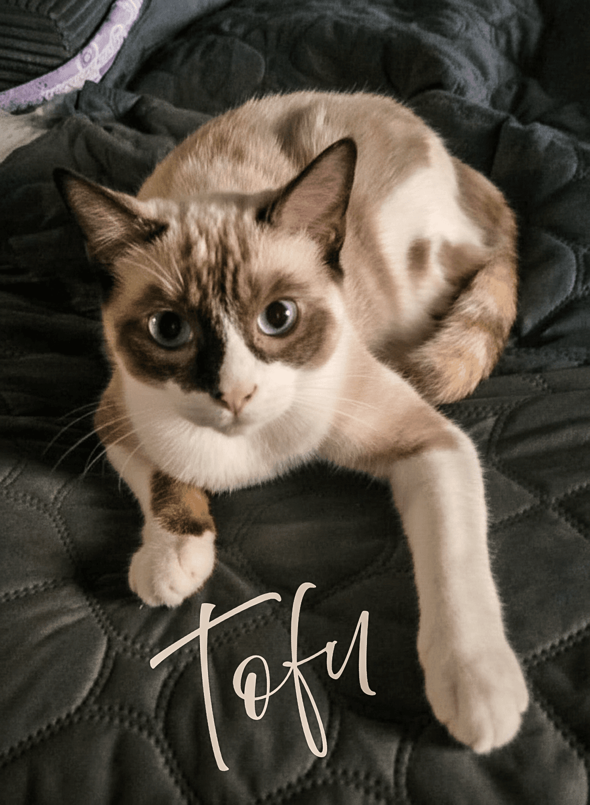 Tofu - Siamese