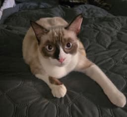 Tofu image 2