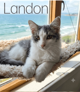 Landon image 1