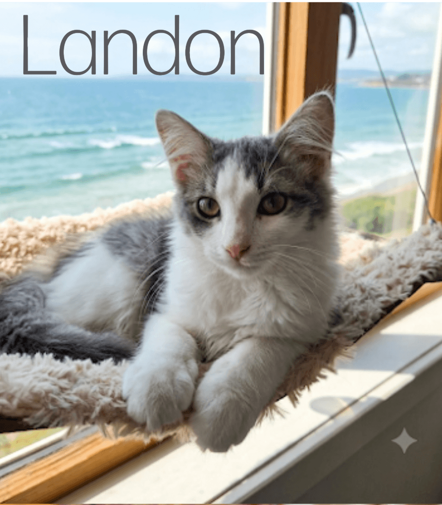 Landon - Domestic Medium Hair