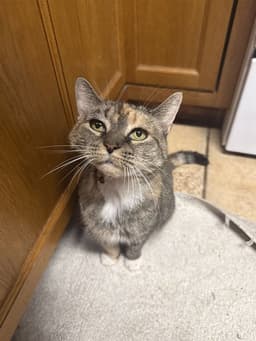 Kovu image 1