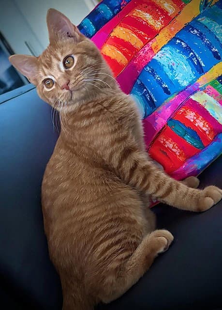 Cider - Domestic Short Hair