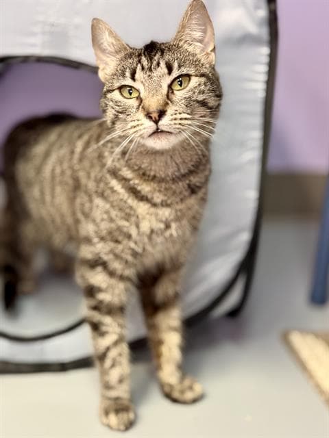 Kuvira - Domestic Short Hair