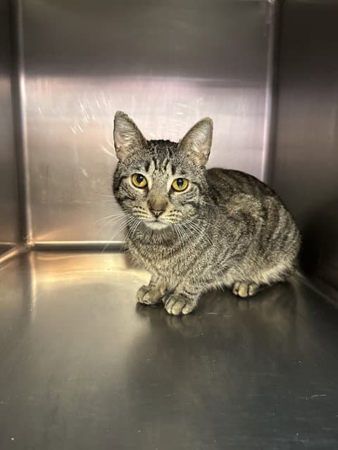 Mister Man - Domestic Short Hair