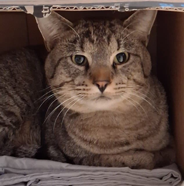 Jimmy - Domestic Short Hair