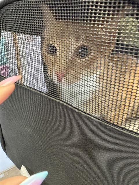 Lady Honey Havoc - Domestic Short Hair