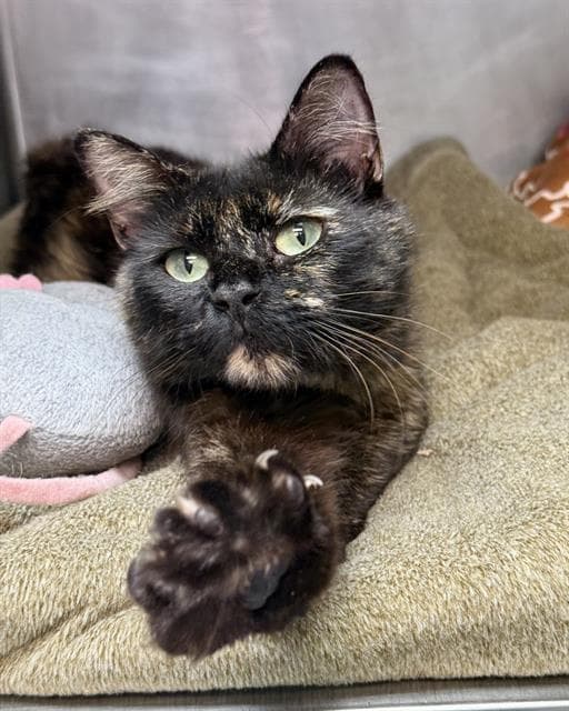 Moray - Domestic Short Hair