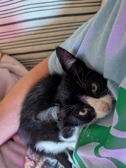 Mochi - Domestic Short Hair