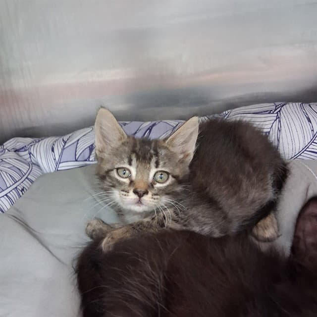 Tuna - Domestic Short Hair
