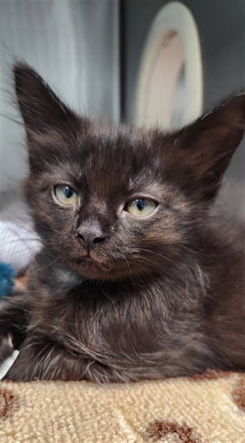 Chulo - Domestic Short Hair