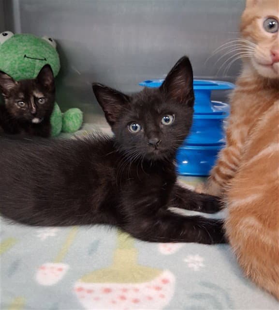 Salem - Domestic Short Hair