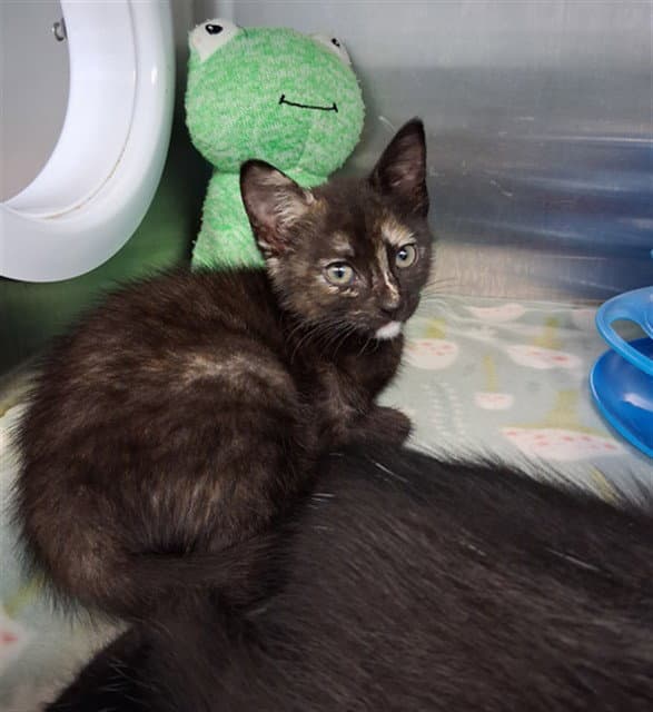Sassafras - Domestic Short Hair