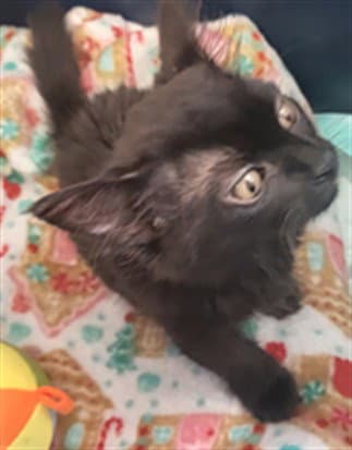 Unknown - Domestic Short Hair