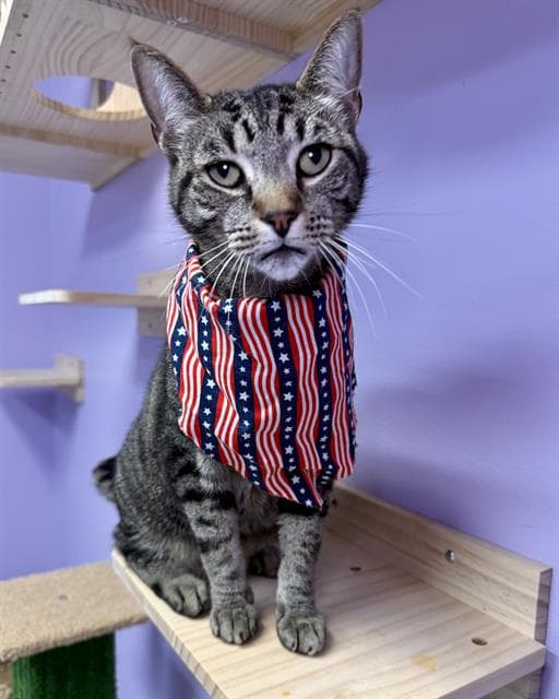 Gomez - Domestic Short Hair
