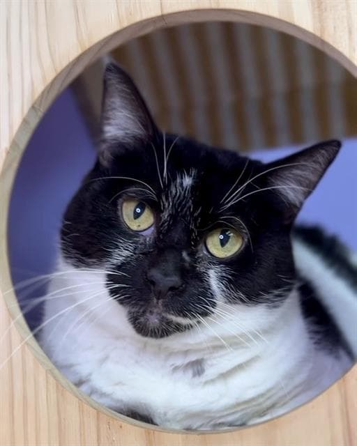 Gypsy - Domestic Short Hair