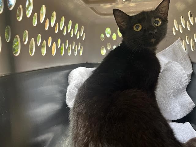 Karma - Domestic Short Hair