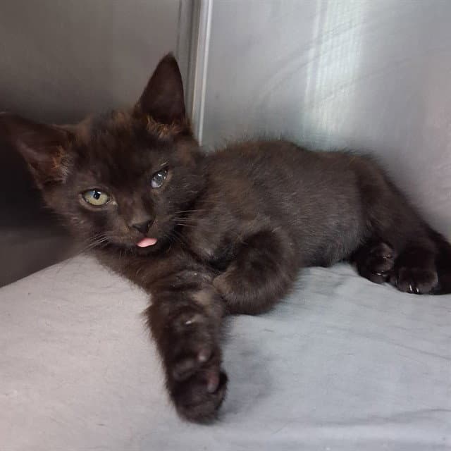 Stash - Domestic Short Hair