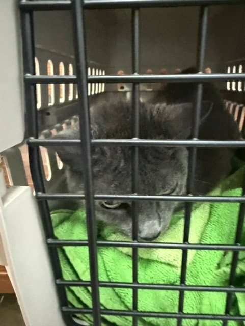 Bebe - Domestic Short Hair