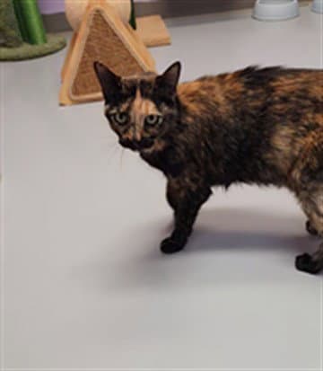 Prissy - Domestic Short Hair