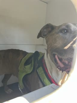 Bailey image 1