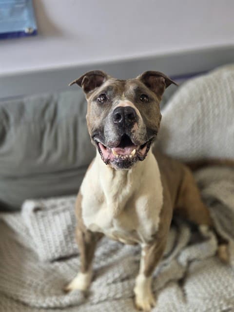 Bailey - Pit Bull Terrier