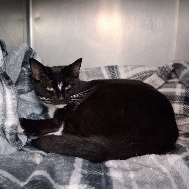 Max - Domestic Short Hair