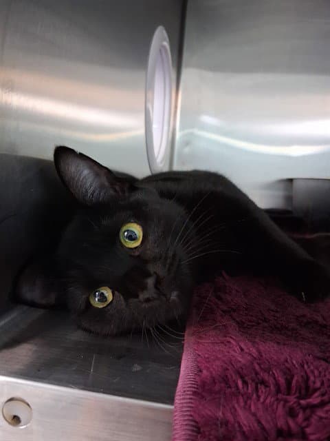Karma - Domestic Short Hair