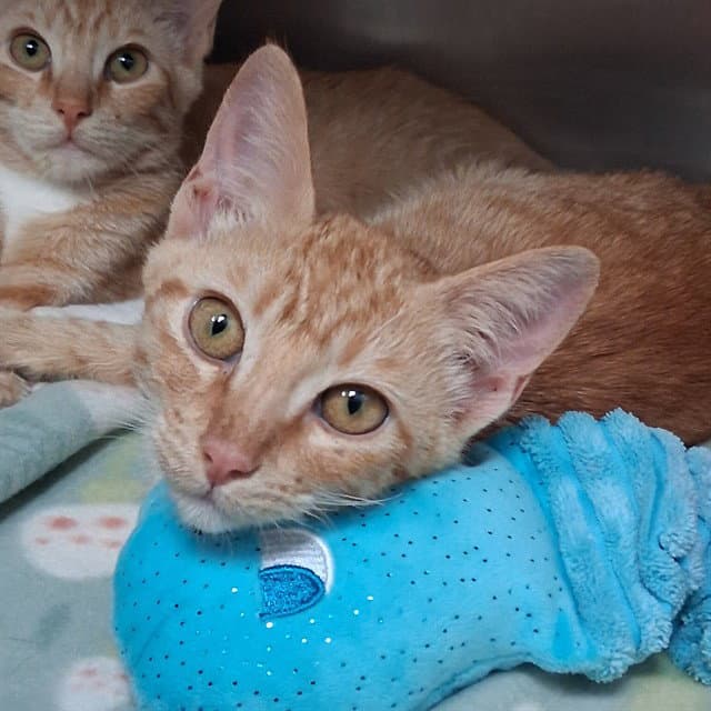 Cobia - Domestic Short Hair