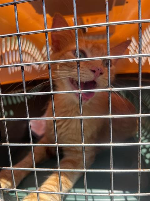 Aurora - Domestic Short Hair