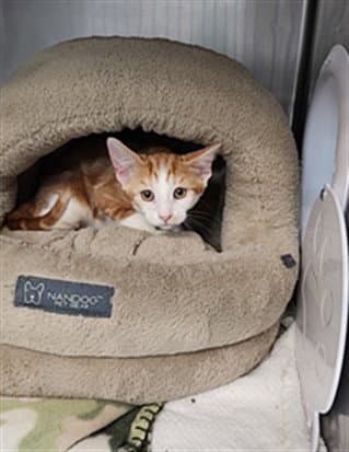 Dumbo - Domestic Short Hair