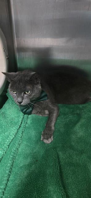 Bebe - Domestic Short Hair