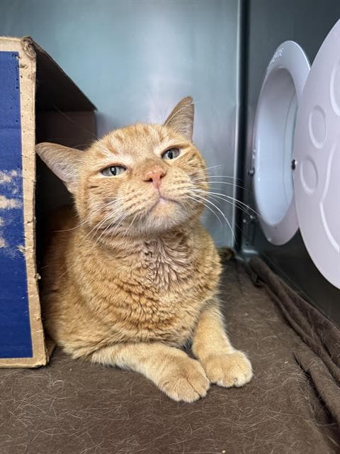 Lord Crumb Bandit - Domestic Short Hair