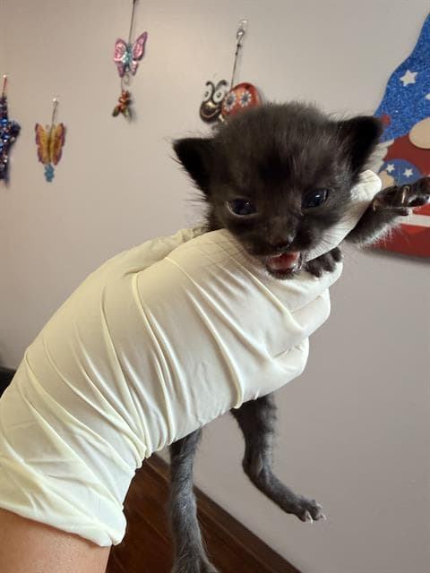 Jeju - Domestic Short Hair