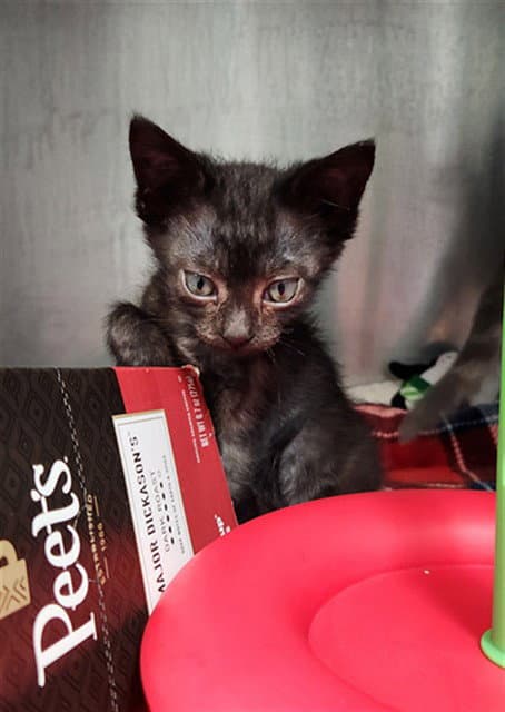 Jeju - Domestic Short Hair
