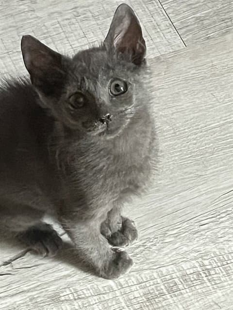 Frickles - Domestic Short Hair
