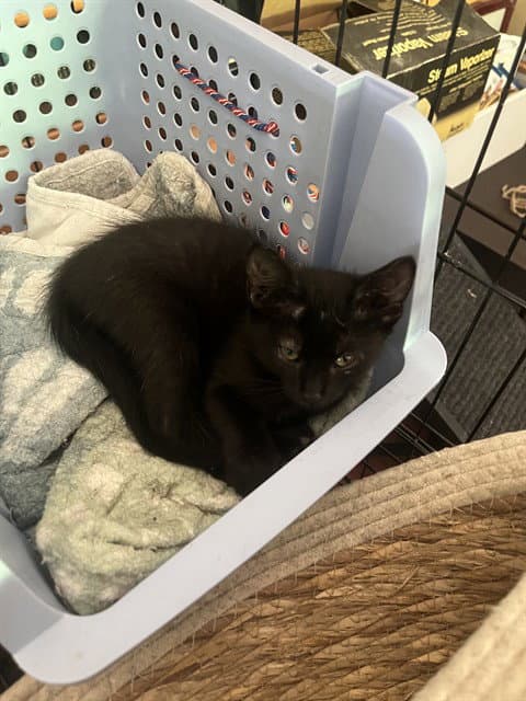 Fritter - Domestic Short Hair