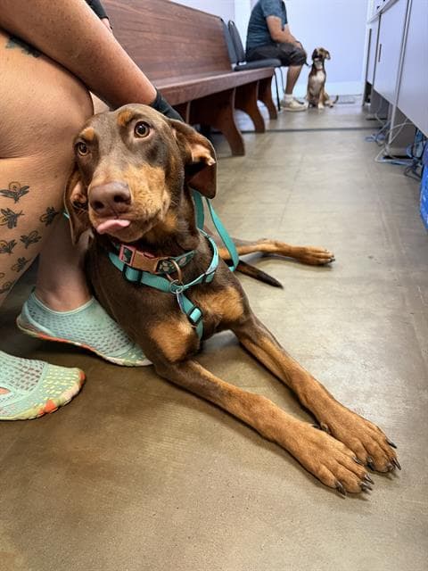 Harley - Doberman Pinscher
