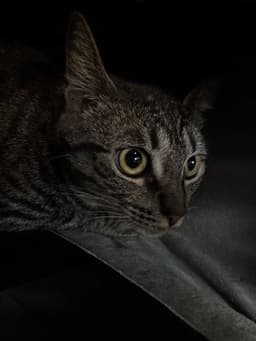Drizella image 1